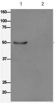 Immunoprecipitation - Anti-UFSP2 antibody [EPR13424] (AB185965), expandable thumbnail