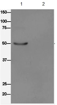 Immunoprecipitation - Anti-UFSP2 antibody [EPR13424] (AB185965)