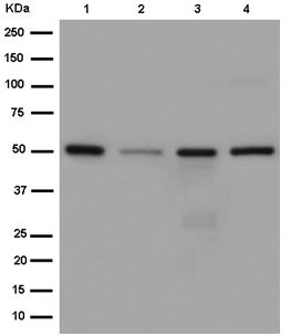 Western blot - Anti-UFSP2 antibody [EPR13424] (AB185965), expandable thumbnail