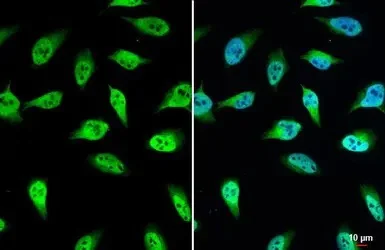 Immunocytochemistry/ Immunofluorescence - Anti-UGDH antibody (AB155005)