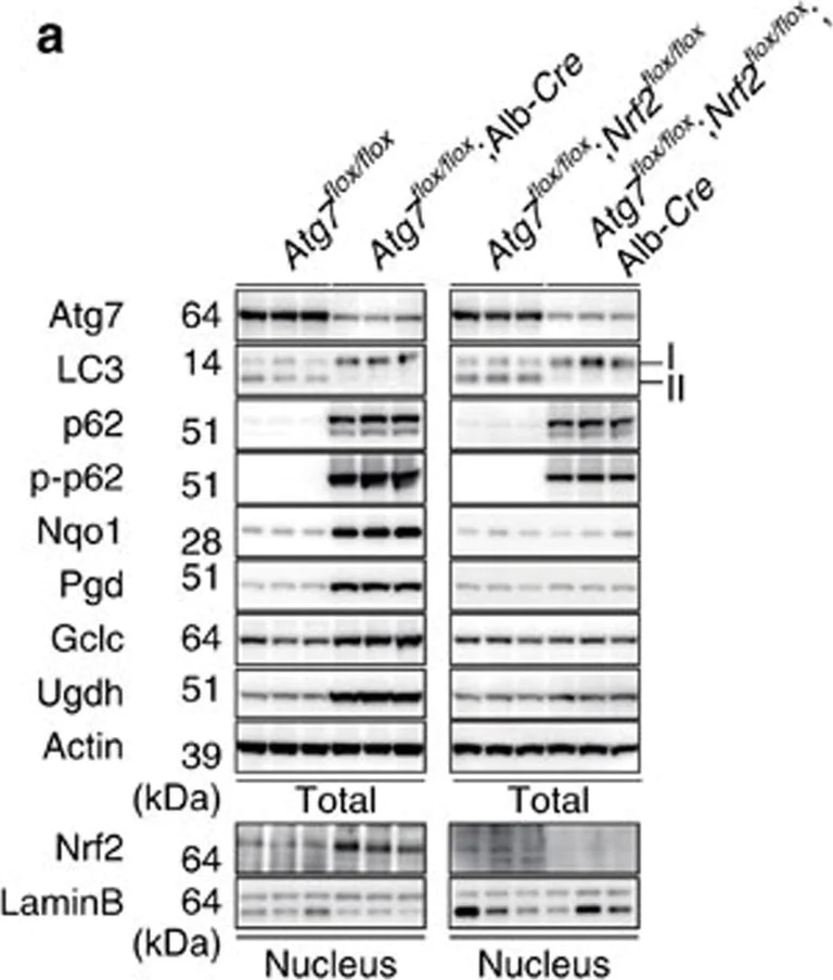 Western blot - Anti-UGDH antibody (AB155005)