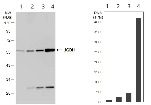 Western blot - Anti-UGDH antibody (AB155005)