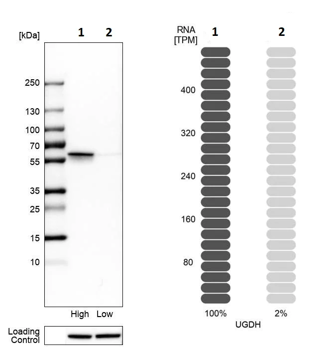 Western blot - Anti-UGDH antibody (AB246999)