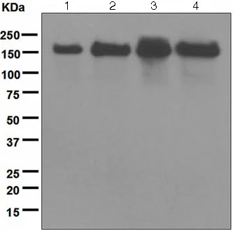 Western blot - Anti-UGGT/UGT1 antibody [EPR5105] - BSA and Azide free (AB248034)