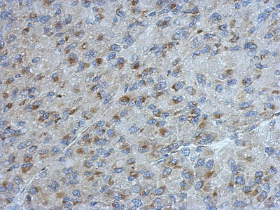 Immunohistochemistry (Formalin/PFA-fixed paraffin-embedded sections) - Anti-UGGT2 antibody (AB154683), expandable thumbnail