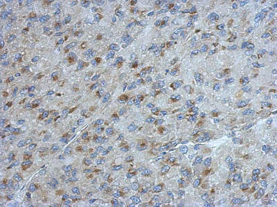 Immunohistochemistry (Formalin/PFA-fixed paraffin-embedded sections) - Anti-UGGT2 antibody (AB154683)