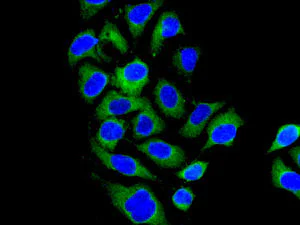 Immunocytochemistry/ Immunofluorescence - Anti-UGPase antibody [EPR10626] (AB157473)