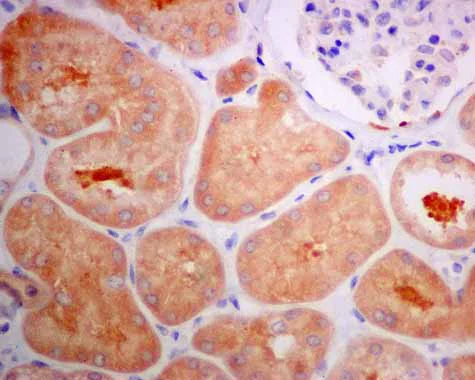 Immunohistochemistry (Formalin/PFA-fixed paraffin-embedded sections) - Anti-UGPase antibody [EPR10626] (AB157473)