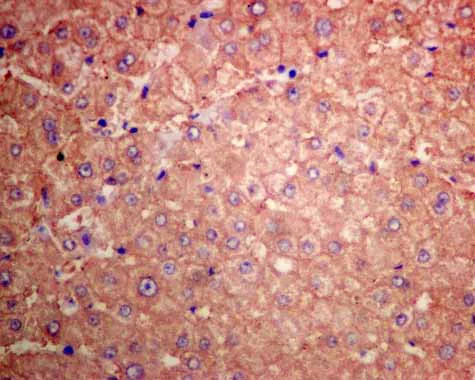 Immunohistochemistry (Formalin/PFA-fixed paraffin-embedded sections) - Anti-UGPase antibody [EPR10626] (AB157473)
