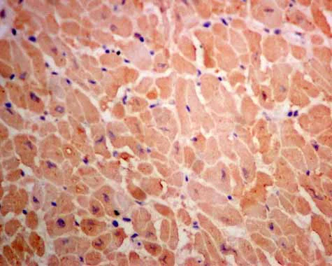 Immunohistochemistry (Formalin/PFA-fixed paraffin-embedded sections) - Anti-UGPase antibody [EPR10626] (AB157473)