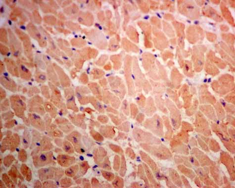 Immunohistochemistry (Formalin/PFA-fixed paraffin-embedded sections) - Anti-UGPase antibody [EPR10626] - BSA and Azide free (AB249336)