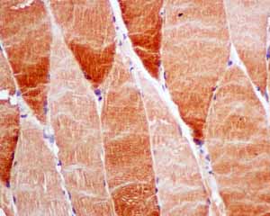 Immunohistochemistry (Formalin/PFA-fixed paraffin-embedded sections) - Anti-UGPase antibody [EPR10627(B)] (AB154817), expandable thumbnail