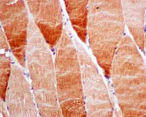 Immunohistochemistry (Formalin/PFA-fixed paraffin-embedded sections) - Anti-UGPase antibody [EPR10627(B)] (AB154817)