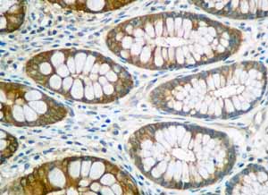 Immunohistochemistry (Formalin/PFA-fixed paraffin-embedded sections) - Anti-UGPase antibody [EPR10627(B)] (ab154817), expandable thumbnail