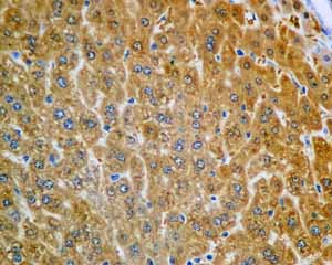 Immunohistochemistry (Formalin/PFA-fixed paraffin-embedded sections) - Anti-UGPase antibody [EPR10627(B)] (ab154817), expandable thumbnail