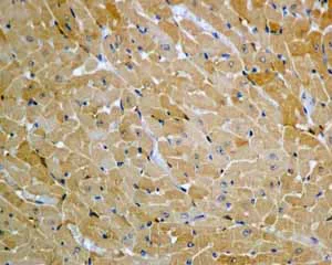 Immunohistochemistry (Formalin/PFA-fixed paraffin-embedded sections) - Anti-UGPase antibody [EPR10627(B)] (AB154817)