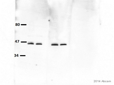 Western blot - Anti-UGPase antibody [EPR10627(B)] (ab154817), expandable thumbnail