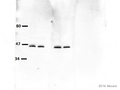 Western blot - Anti-UGPase antibody [EPR10627(B)] (AB154817)
