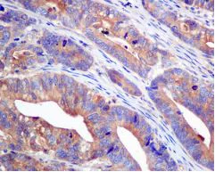 Immunohistochemistry (Formalin/PFA-fixed paraffin-embedded sections) - Anti-UGPase antibody [EPR10627(B)] - BSA and Azide free (AB249123)