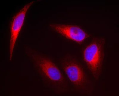Immunocytochemistry/ Immunofluorescence - Anti-UGT antibody [7H2AF11] (AB129729)
