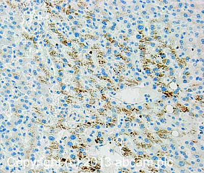 Immunohistochemistry (Formalin/PFA-fixed paraffin-embedded sections) - Anti-UGT antibody [7H2AF11] (AB129729)