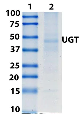 Immunoprecipitation - Anti-UGT antibody [7H2AF11] (AB129729)