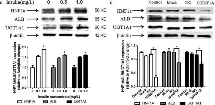 Western blot - Anti-UGT1A1 antibody [EPR9592] (AB170858)