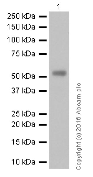 Western blot - Anti-UGT1A1 antibody [EPR9592] - BSA and Azide free (AB240160)