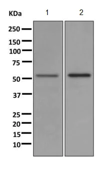 Western blot - Anti-UGT1A1 antibody [EPR9592] - BSA and Azide free (AB240160)