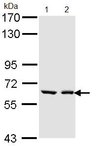 Western blot - Anti-UGT1A6 antibody (AB97646)