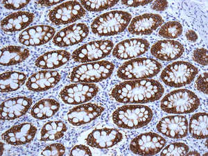 Immunohistochemistry (Formalin/PFA-fixed paraffin-embedded sections) - Anti-UGT1A6 antibody [EPR11068] - BSA and Azide free (AB249339)