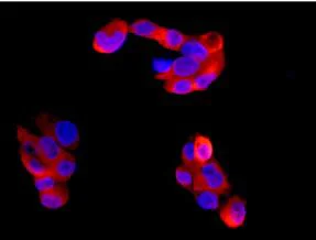 Immunocytochemistry/ Immunofluorescence - Anti-UGT3A1 antibody [EPR13723] - BSA and Azide free (AB250458)