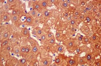 Immunohistochemistry (Formalin/PFA-fixed paraffin-embedded sections) - Anti-UGT3A1 antibody [EPR13723] - BSA and Azide free (AB250458)