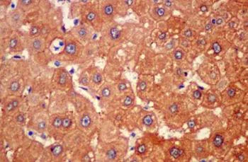 Immunohistochemistry (Formalin/PFA-fixed paraffin-embedded sections) - Anti-UGT3A1 antibody [EPR13723] - BSA and Azide free (AB250458)