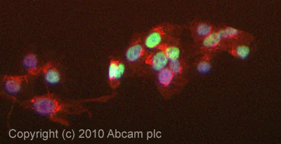 Immunocytochemistry/ Immunofluorescence - Anti-UHRF1 antibody [3A11] (AB57083)