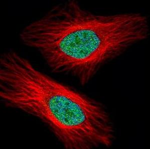 Immunocytochemistry/ Immunofluorescence - Anti-UHRF1 antibody (AB126243)