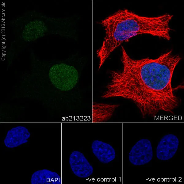 Immunocytochemistry/ Immunofluorescence - Anti-UHRF1 antibody [EPR18803-11] - BSA and Azide free (AB240388)