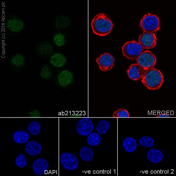 Immunocytochemistry/ Immunofluorescence - Anti-UHRF1 antibody [EPR18803-11] - BSA and Azide free (AB240388), expandable thumbnail