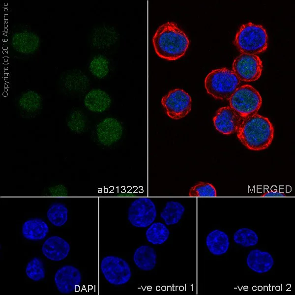 Immunocytochemistry/ Immunofluorescence - Anti-UHRF1 antibody [EPR18803-11] - BSA and Azide free (AB240388)