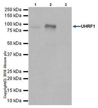 Immunoprecipitation - Anti-UHRF1 antibody [EPR18803-11] - BSA and Azide free (AB240388), expandable thumbnail