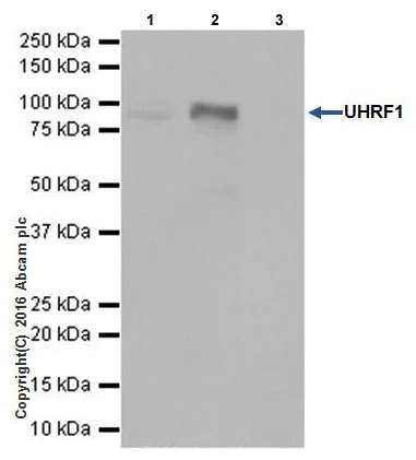 Immunoprecipitation - Anti-UHRF1 antibody [EPR18803-11] - BSA and Azide free (AB240388)