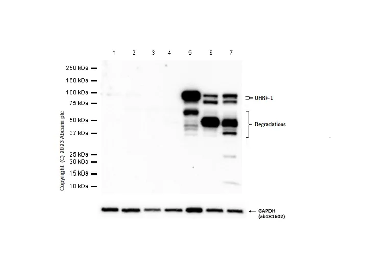 Western blot - Anti-UHRF1 antibody [EPR18803-11] - BSA and Azide free (AB240388)