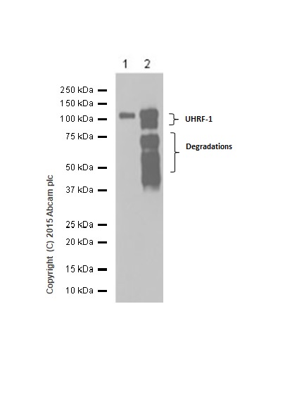 Western blot - Anti-UHRF1 antibody [EPR18803-11] - BSA and Azide free (ab240388), expandable thumbnail