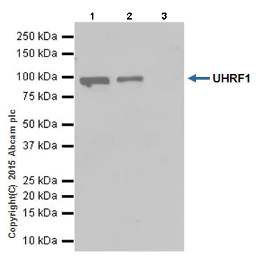 Immunoprecipitation - Anti-UHRF1 antibody [EPR18803] (AB194236)