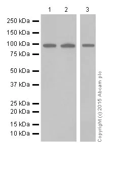 Western blot - Anti-UHRF1 antibody [EPR18803] (AB194236)