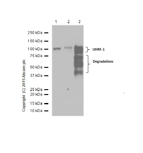 Western blot - Anti-UHRF1 antibody [EPR18803] (AB194236)