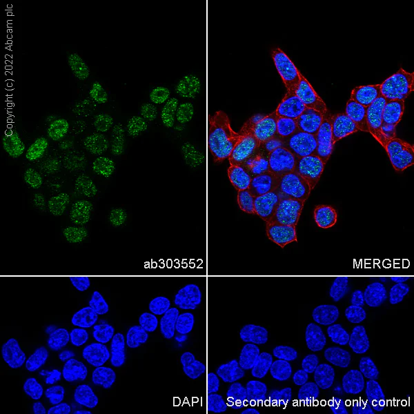 Immunocytochemistry/ Immunofluorescence - Anti-UHRF1 antibody [EPR25061-269] - BSA and Azide free (AB303553)