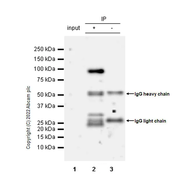 Immunoprecipitation - Anti-UHRF1 antibody [EPR25061-269] - BSA and Azide free (AB303553)