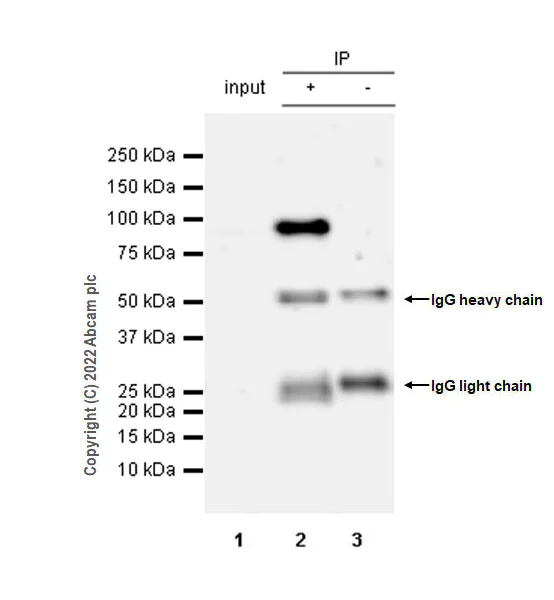 Immunoprecipitation - Anti-UHRF1 antibody [EPR25061-269] - BSA and Azide free (AB303553)