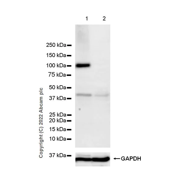 Western blot - Anti-UHRF1 antibody [EPR25061-269] - BSA and Azide free (AB303553)